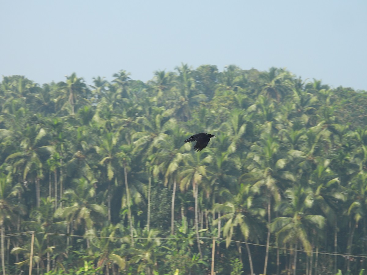 Large-billed Crow - ML646188250