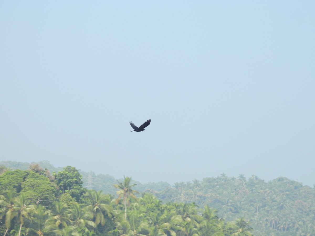 Large-billed Crow - ML646188260