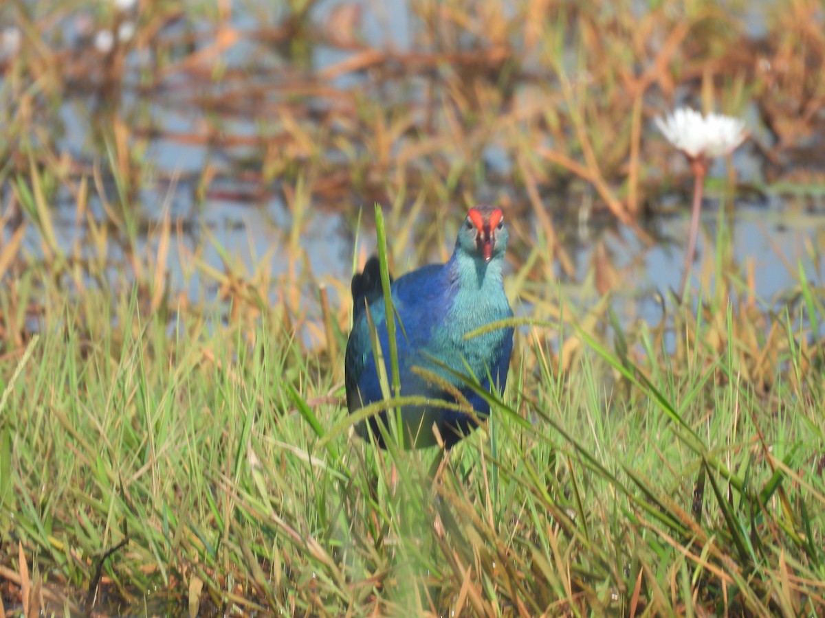 Uroilo urdin burugrisa - ML646188267