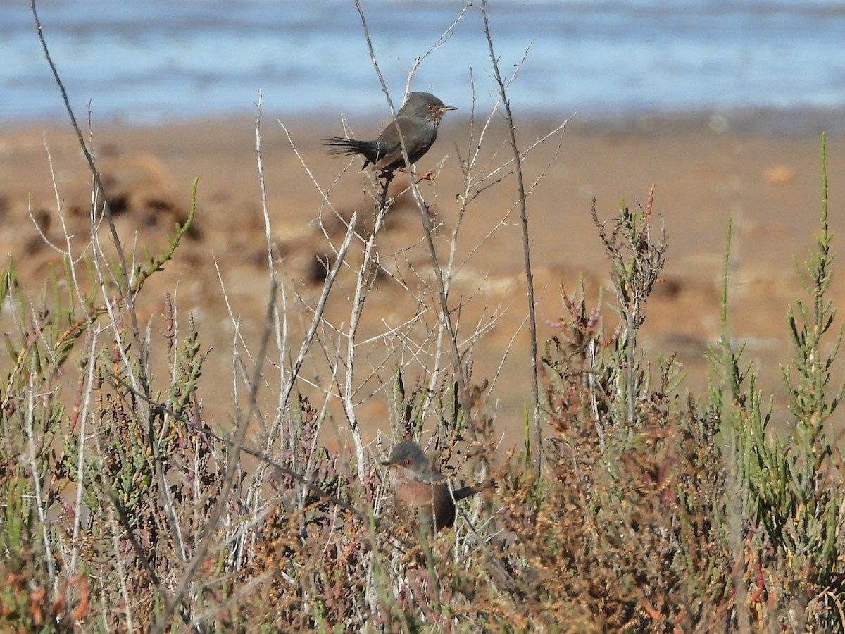 Magnanina comune - ML646188269