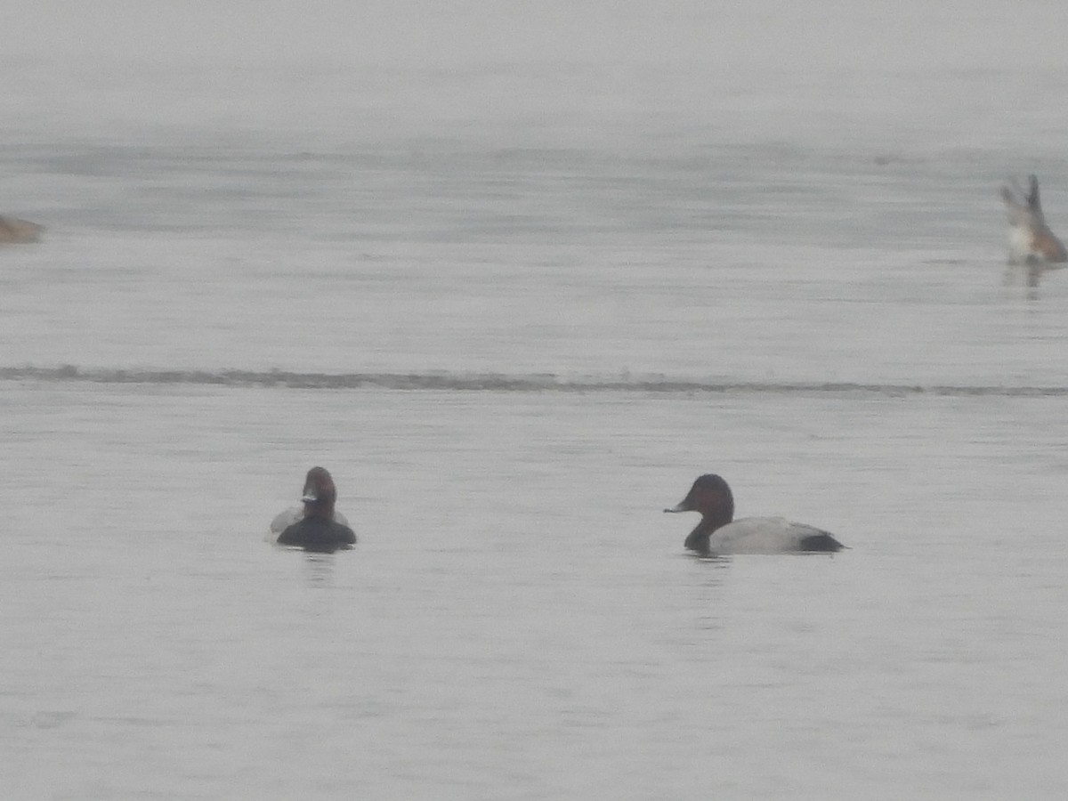 Common Pochard - ML646188270