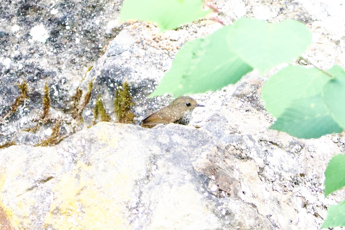 Pygmy Cupwing - ML646188284