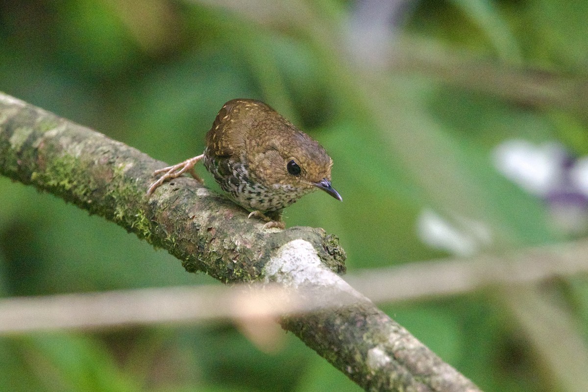 Pygmy Cupwing - ML646188286