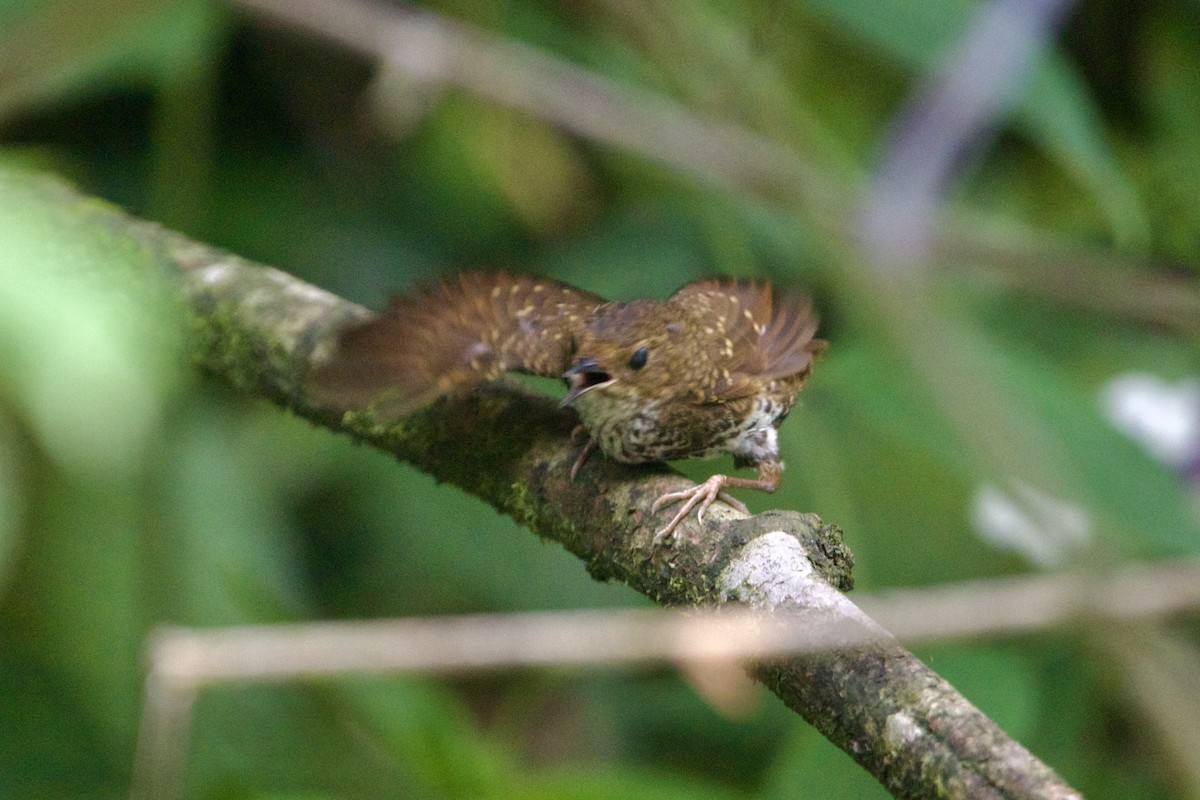 Pygmy Cupwing - ML646188287