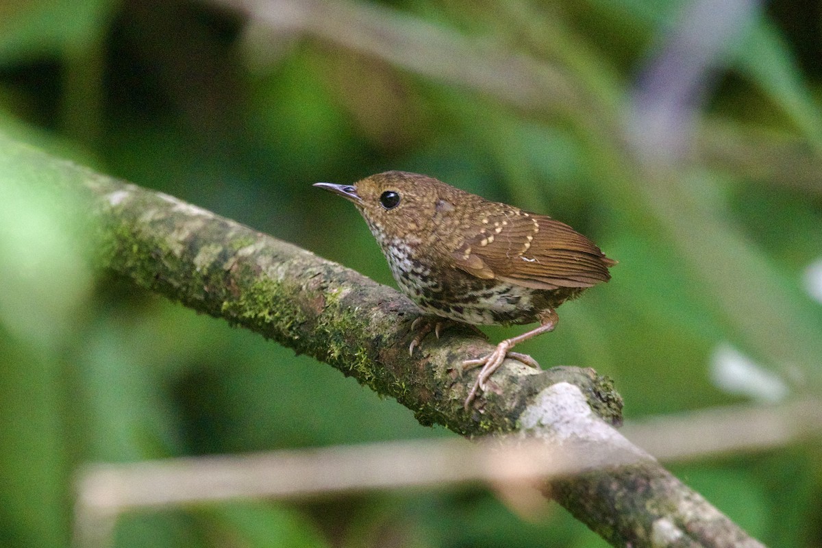 Pygmy Cupwing - ML646188288