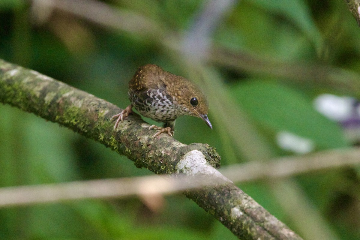 Pygmy Cupwing - ML646188289