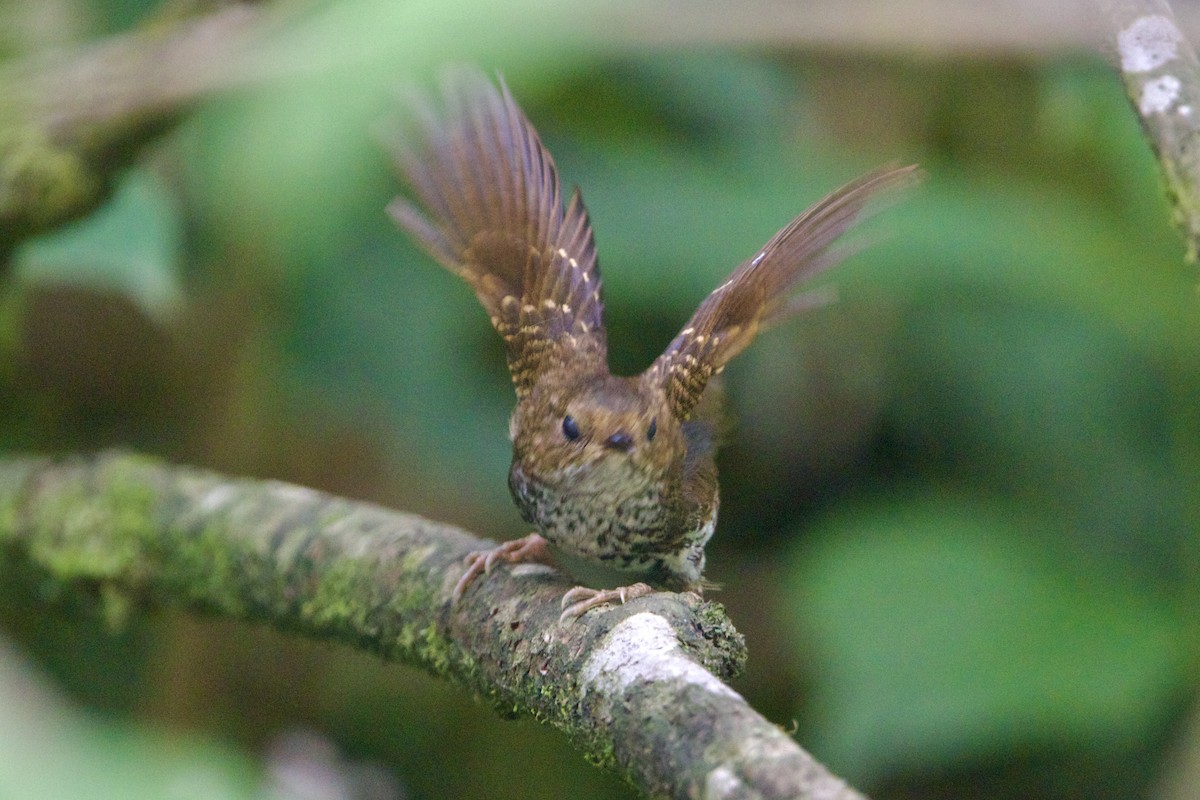 Pygmy Cupwing - ML646188290