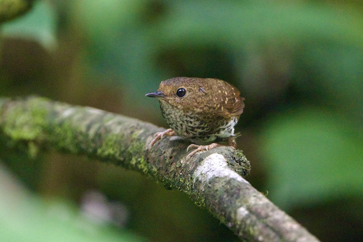 Pygmy Cupwing - ML646188291