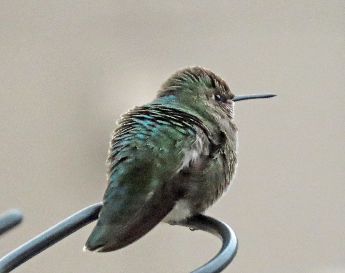 Anna's Hummingbird - ML646188292