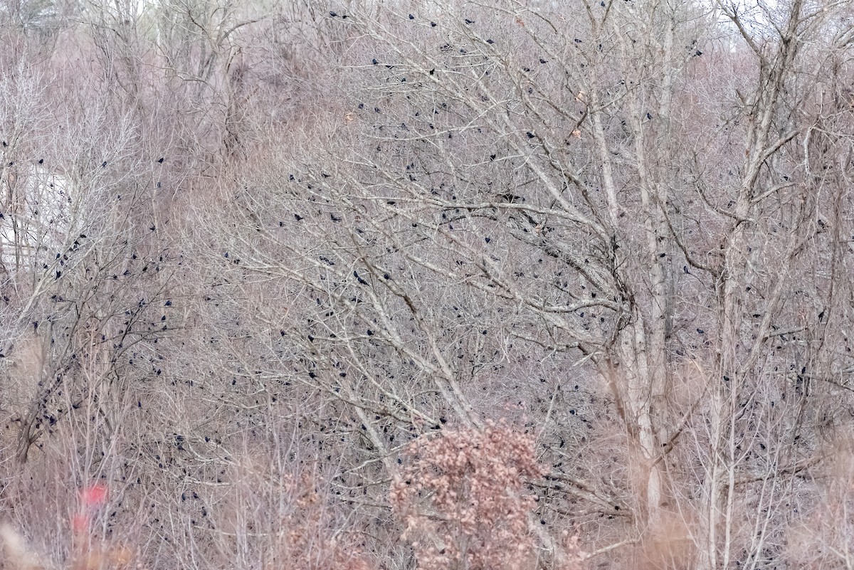 Common Grackle - ML646188295