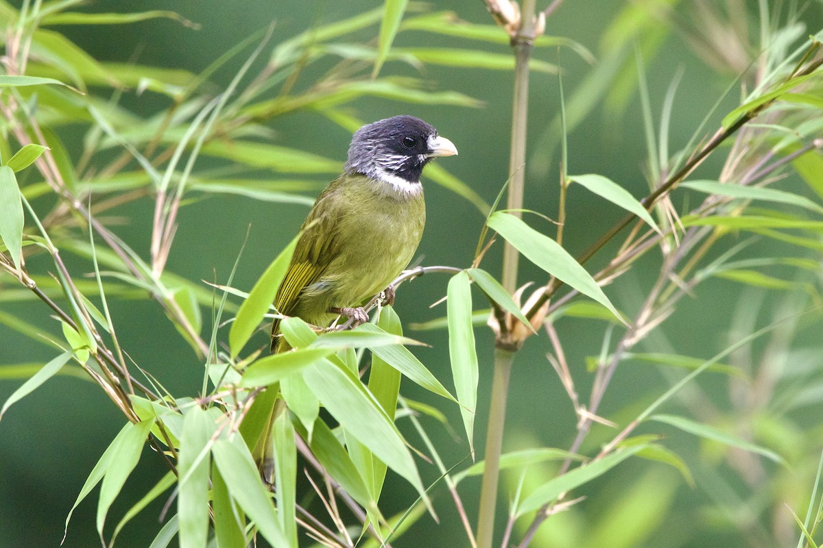 Collared Finchbill - ML646188298