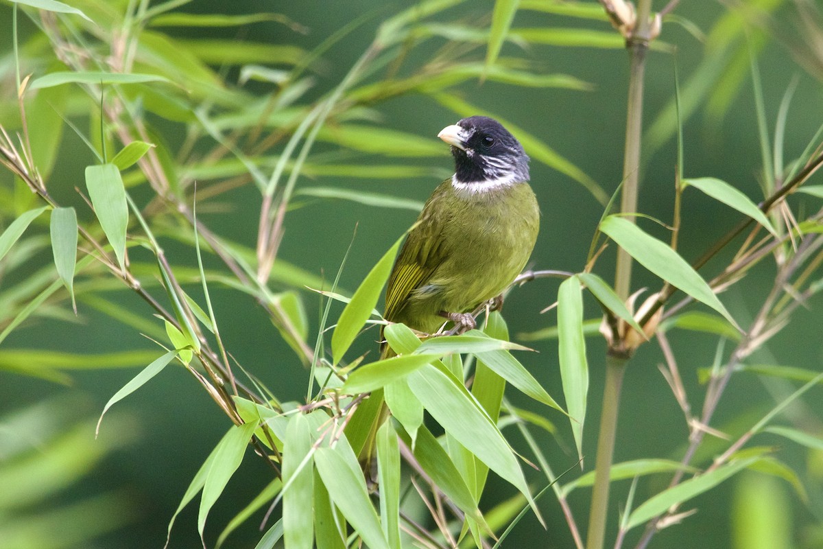 Collared Finchbill - ML646188299