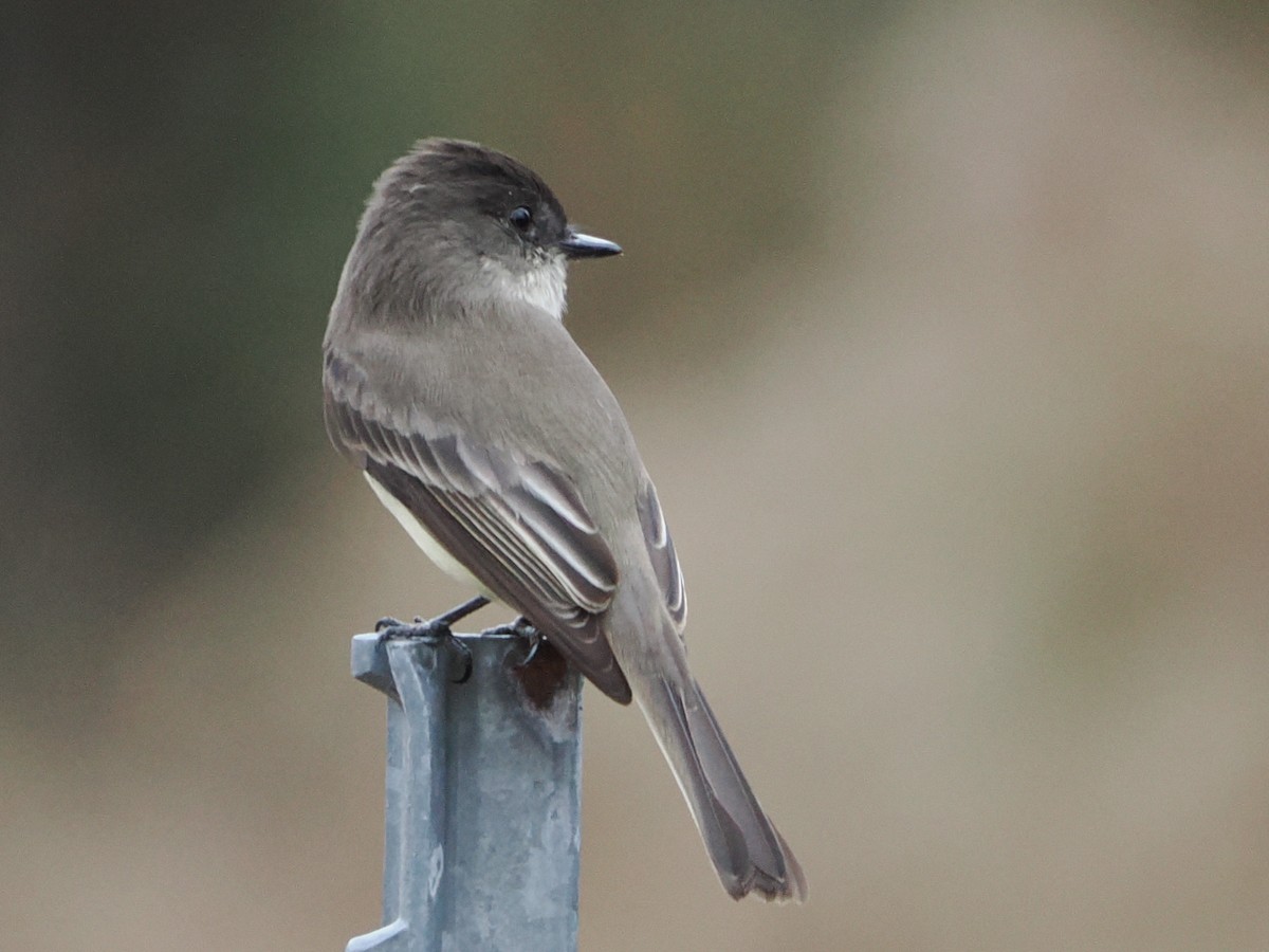 Eastern Phoebe - ML646188300