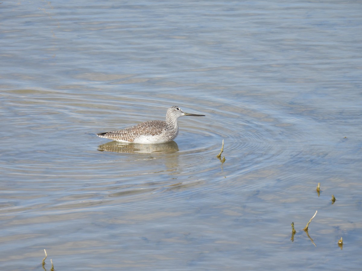 Greater Yellowlegs - ML646188304