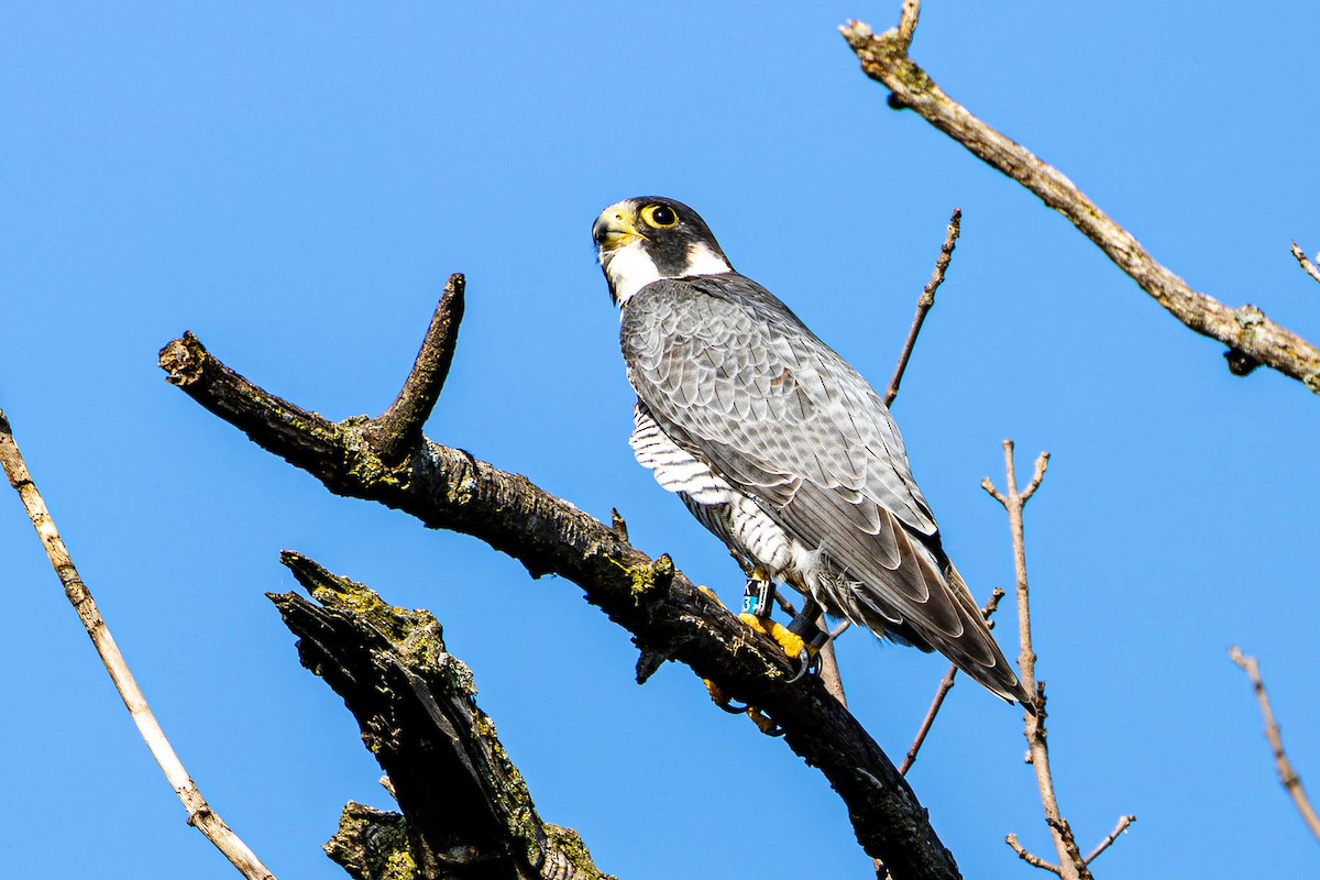 Peregrine Falcon - ML646188306
