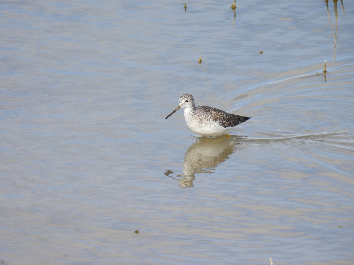 Greater Yellowlegs - ML646188308