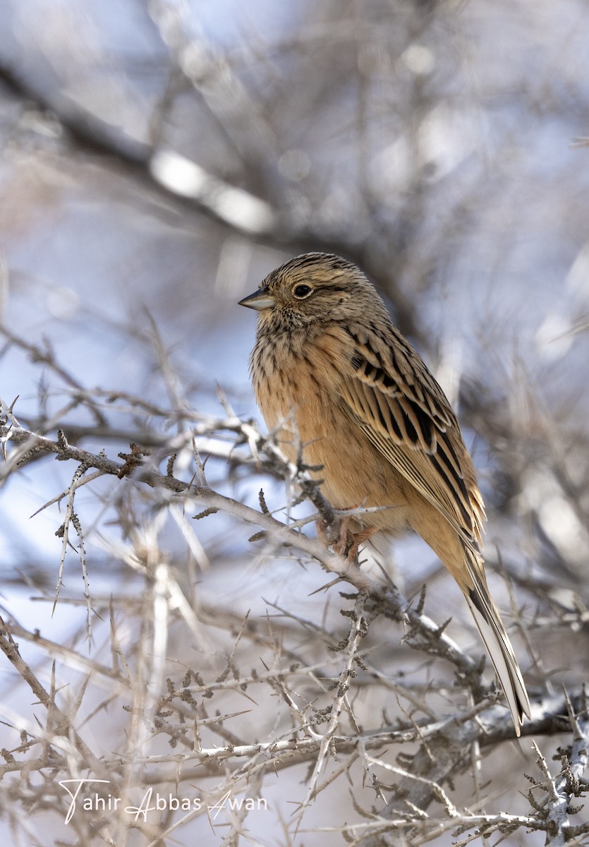 Rock Bunting - ML646188319