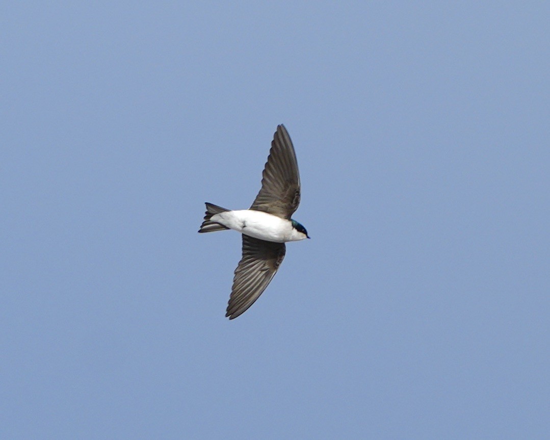 Tree Swallow - ML646188320
