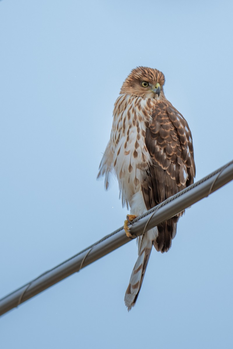 Cooper's Hawk - ML646188330