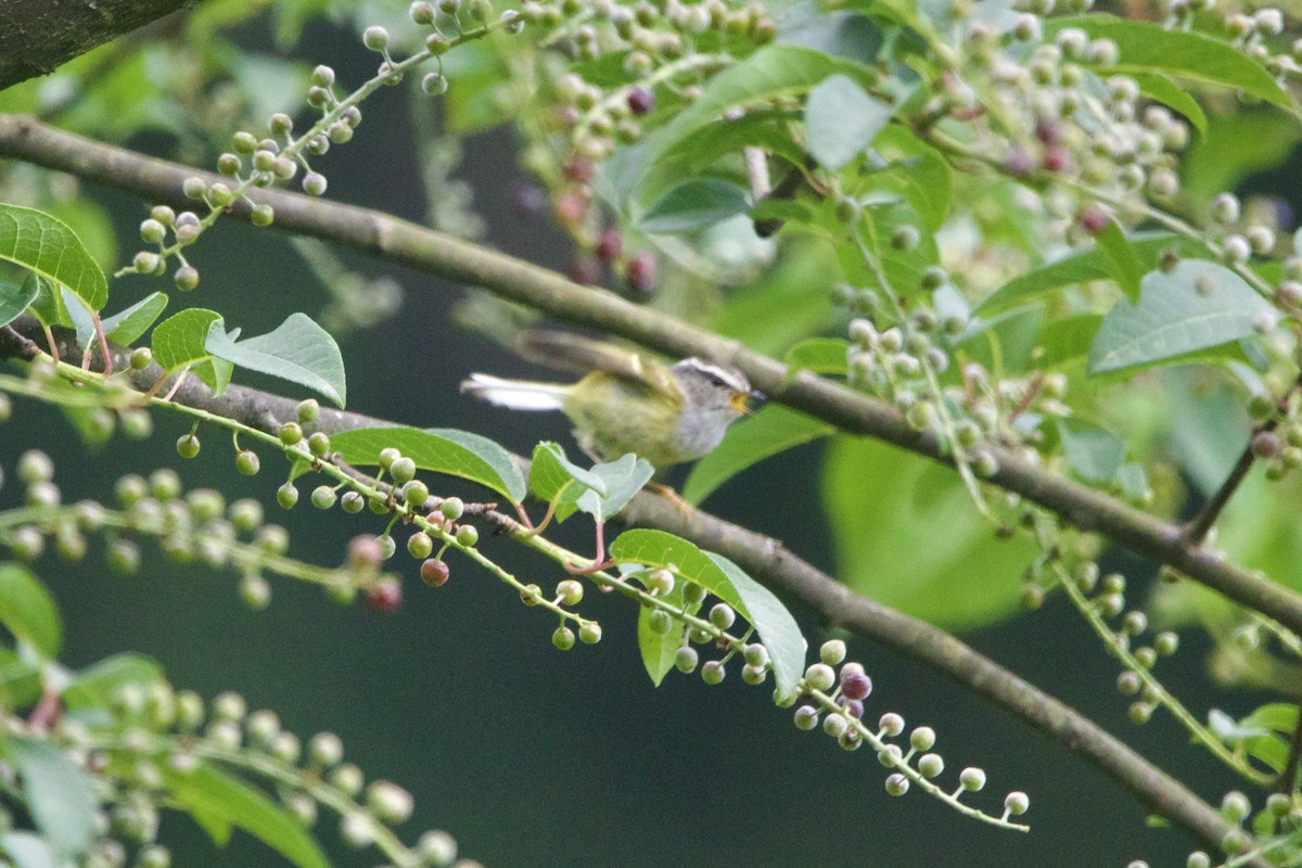 Ashy-throated Warbler - ML646188335