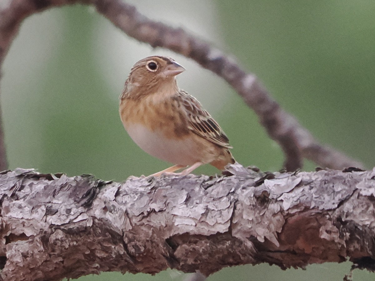 Grasshopper Sparrow - ML646188337