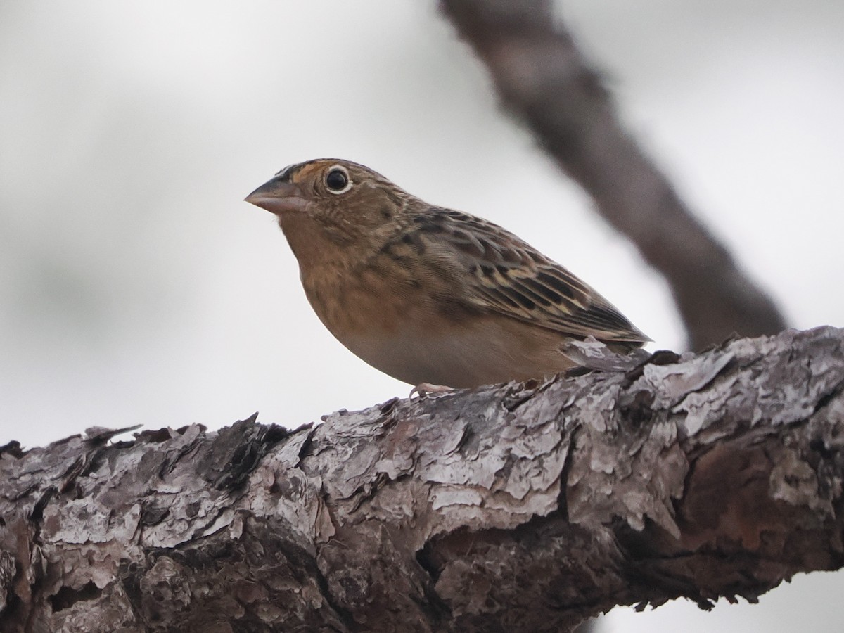 Grasshopper Sparrow - ML646188338