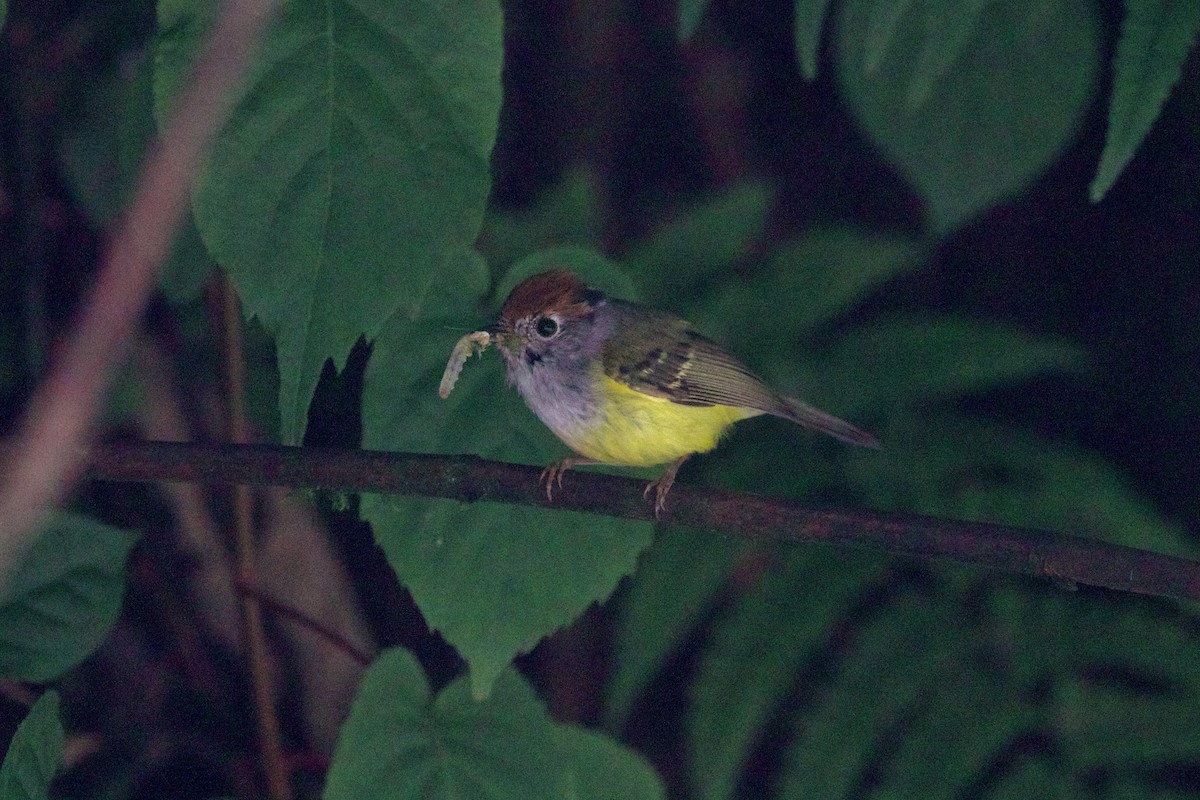 Chestnut-crowned Warbler - ML646188342