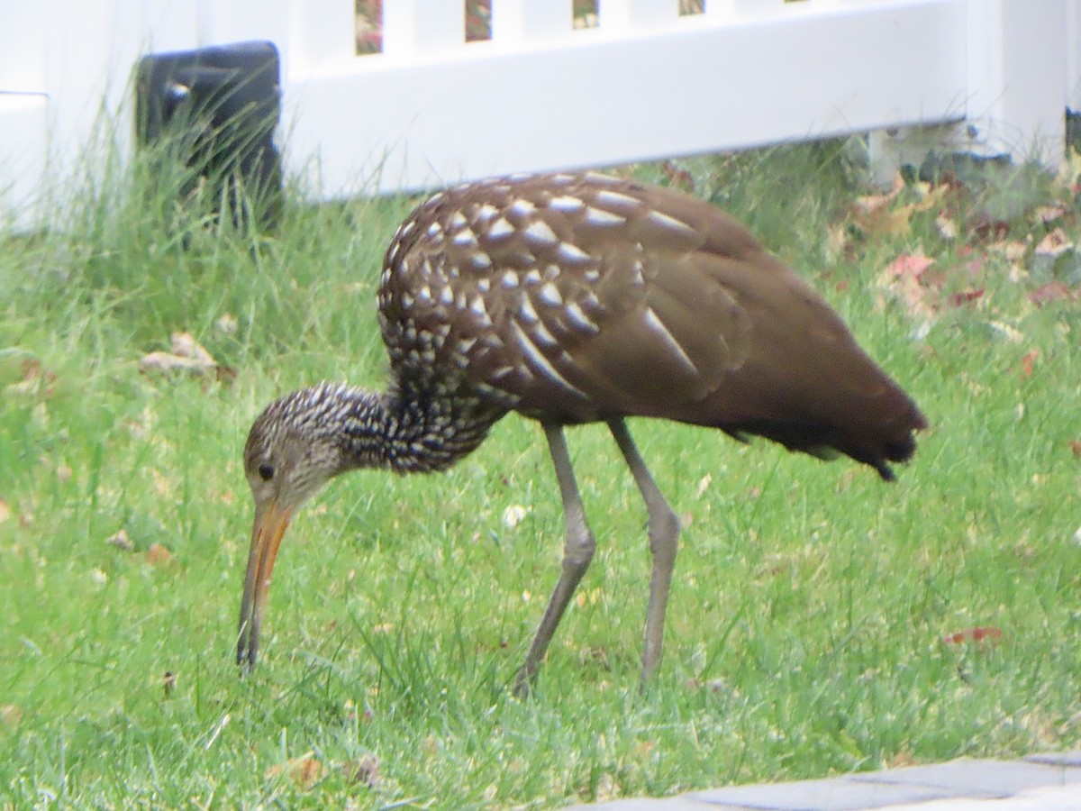 ツルモドキ（pictus グループ） - ML646188343