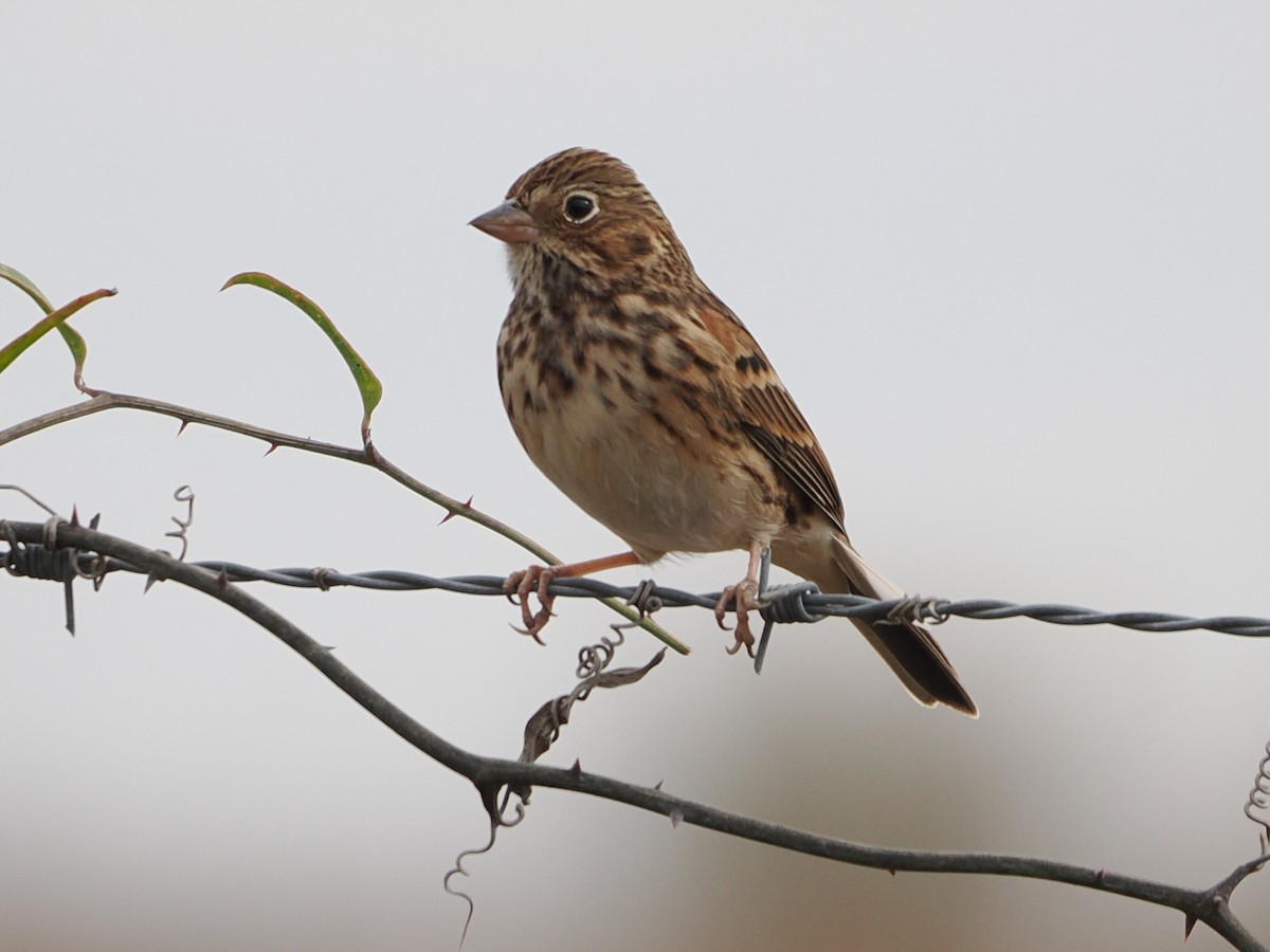 Chingolo Coliblanco - ML646188345