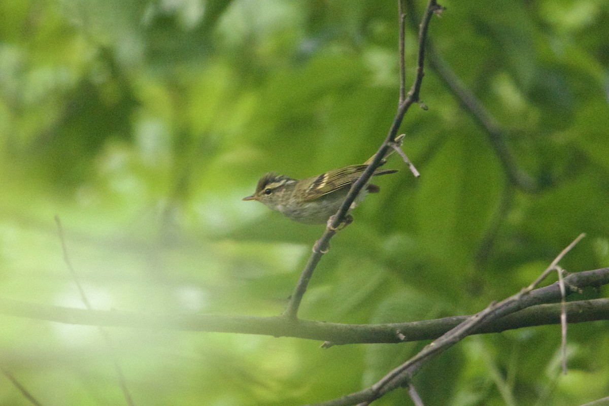 Claudia's Leaf Warbler - ML646188348