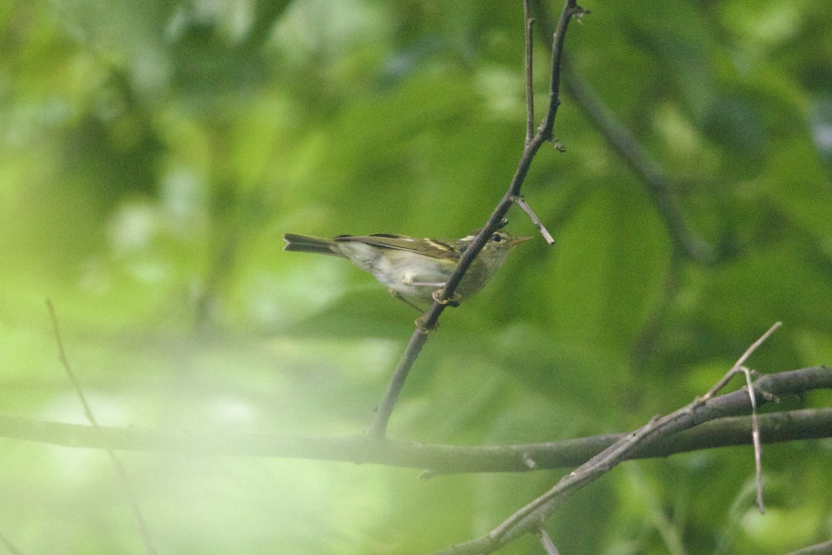 Claudia's Leaf Warbler - ML646188349