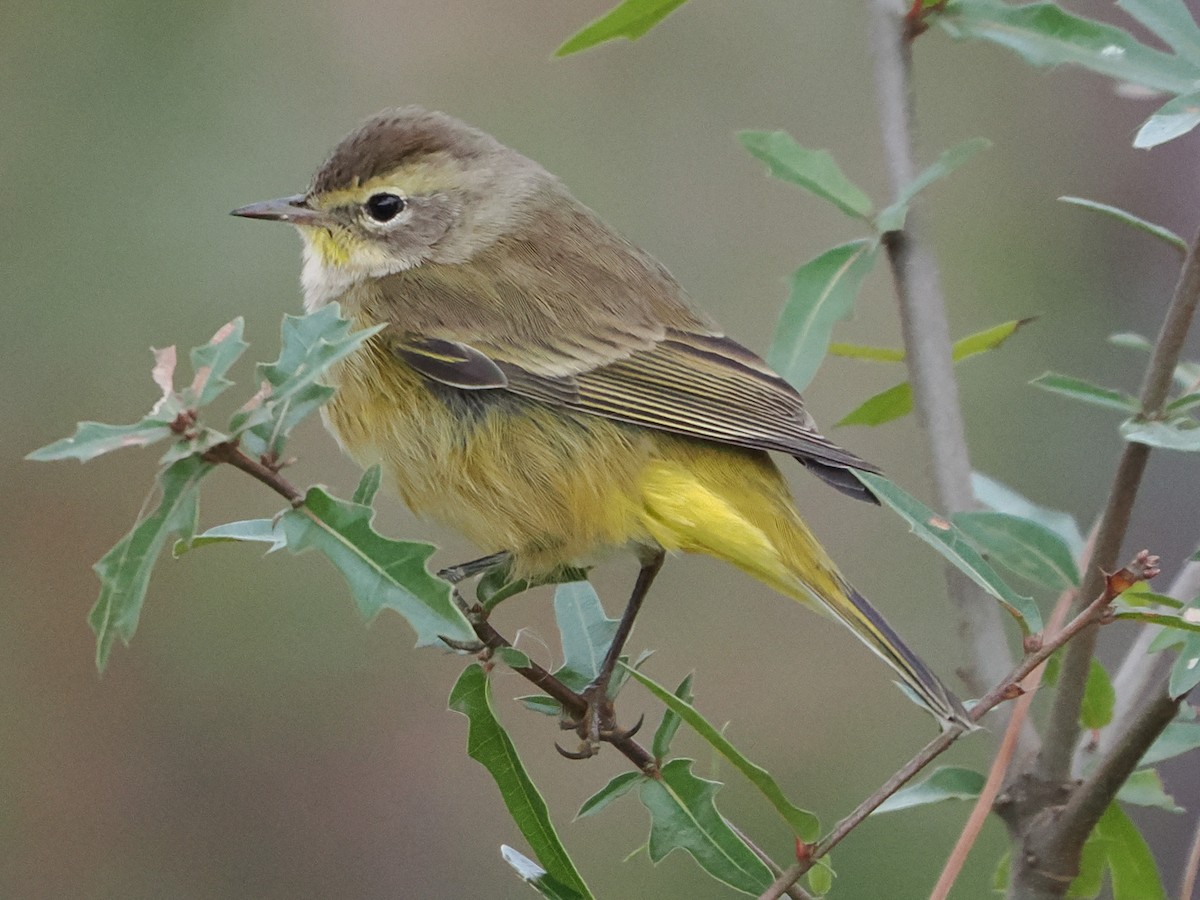 Palm Warbler - ML646188353