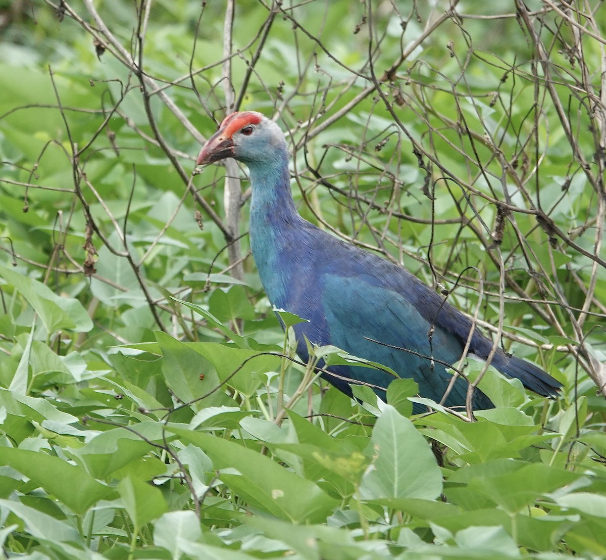 Uroilo urdin burugrisa - ML646188354