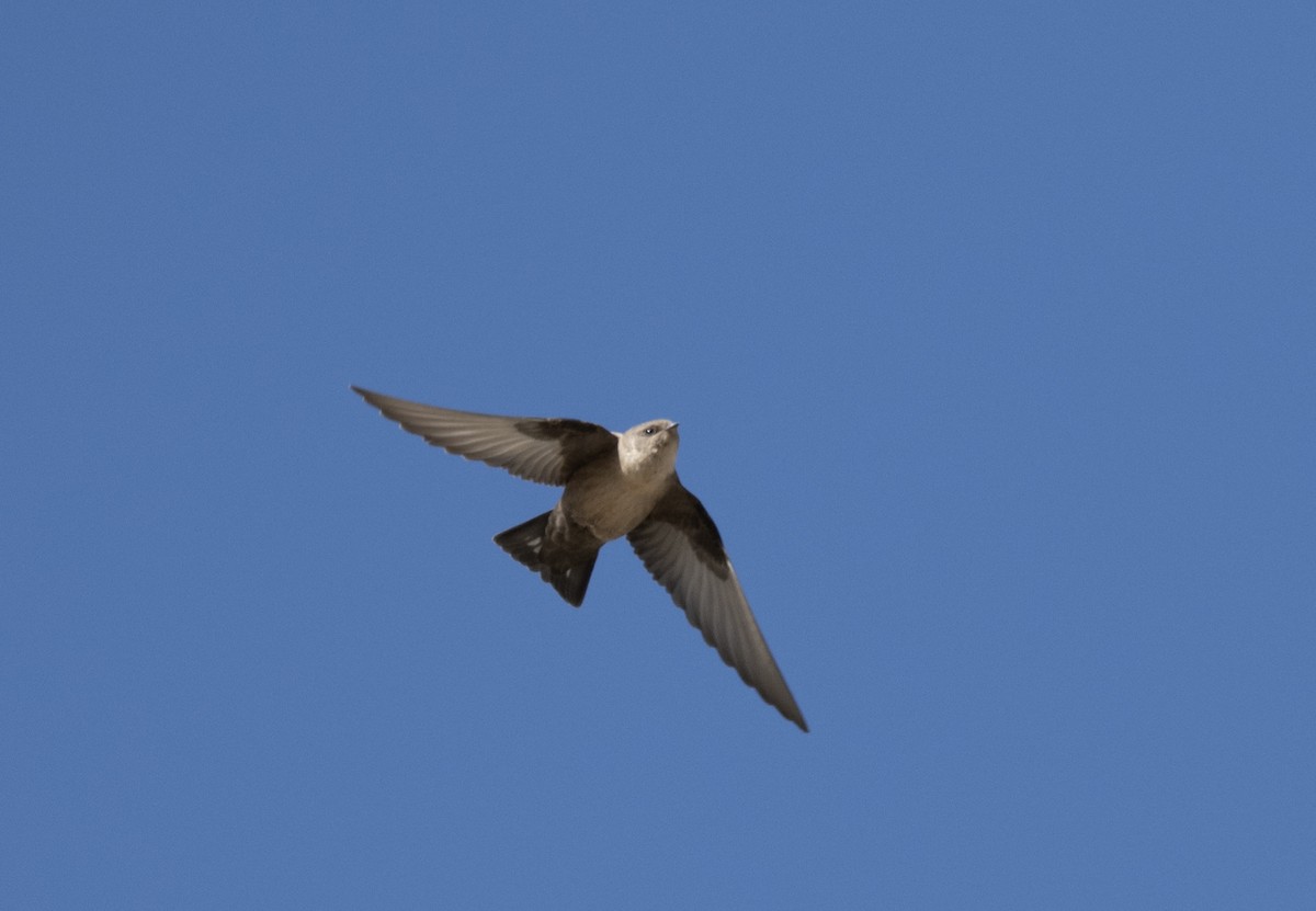 Eurasian Crag-Martin - ML646188355