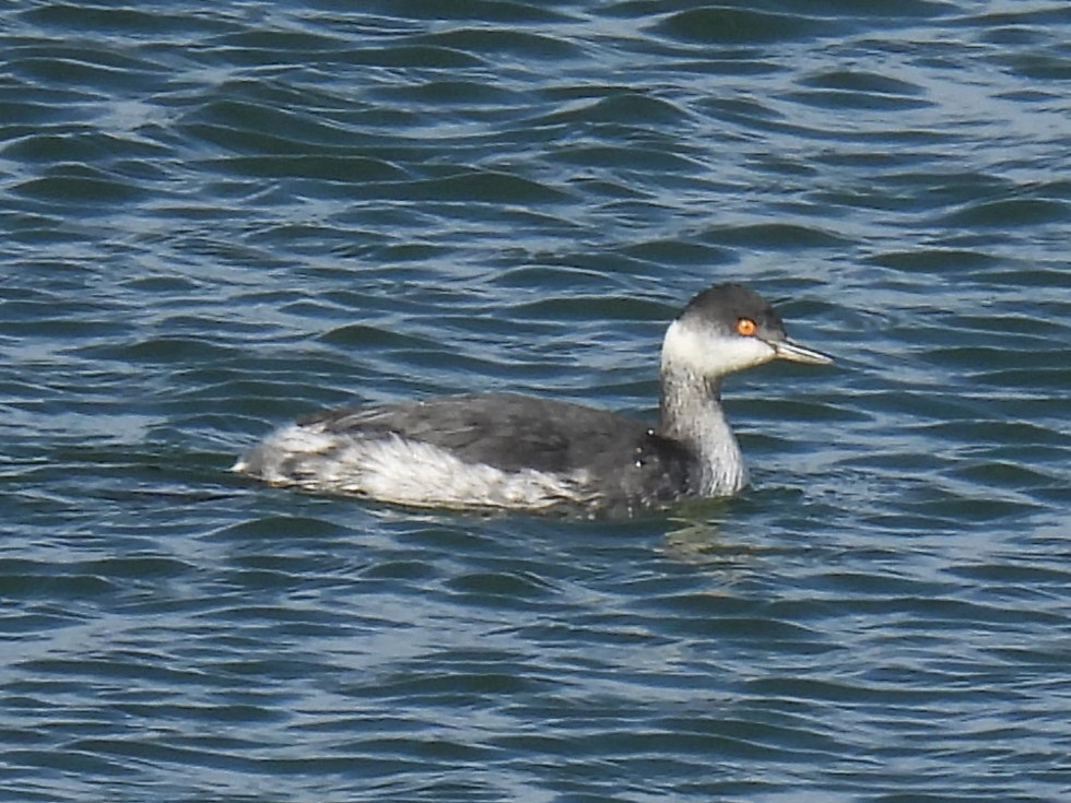 potápka černokrká - ML646188359