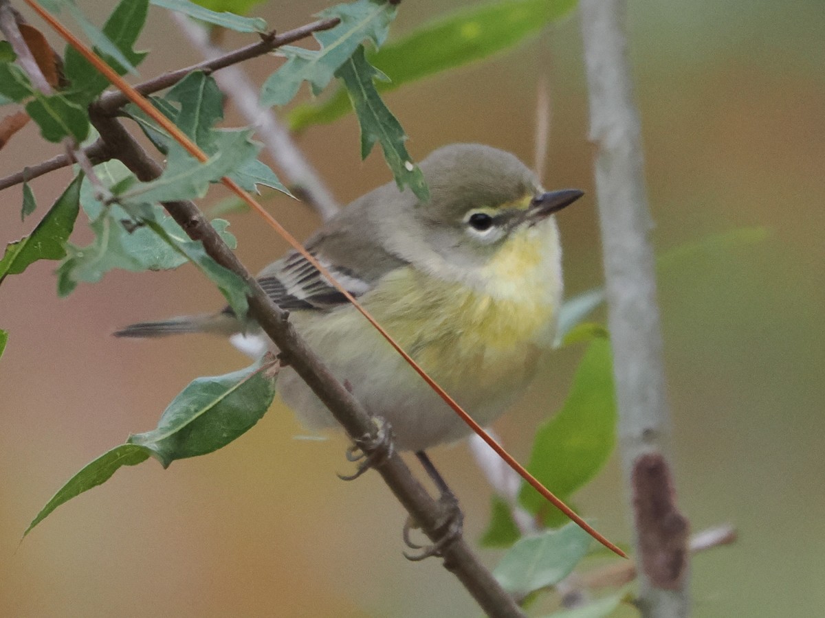 סבכון אורנים - ML646188360