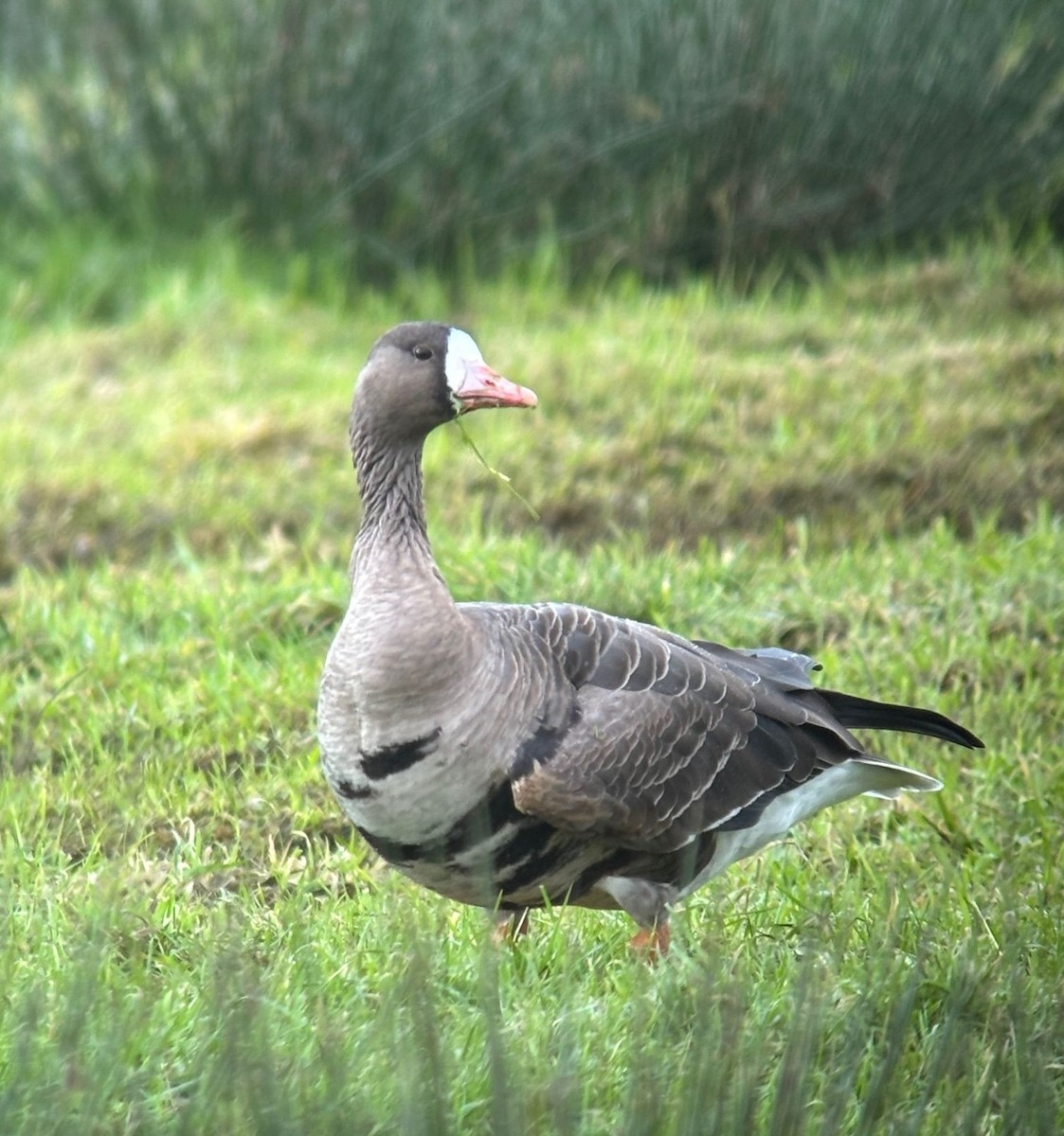 Greater White-fronted Goose - ML646188362