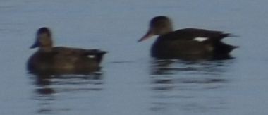 Ipar-ahatea - ML646188363