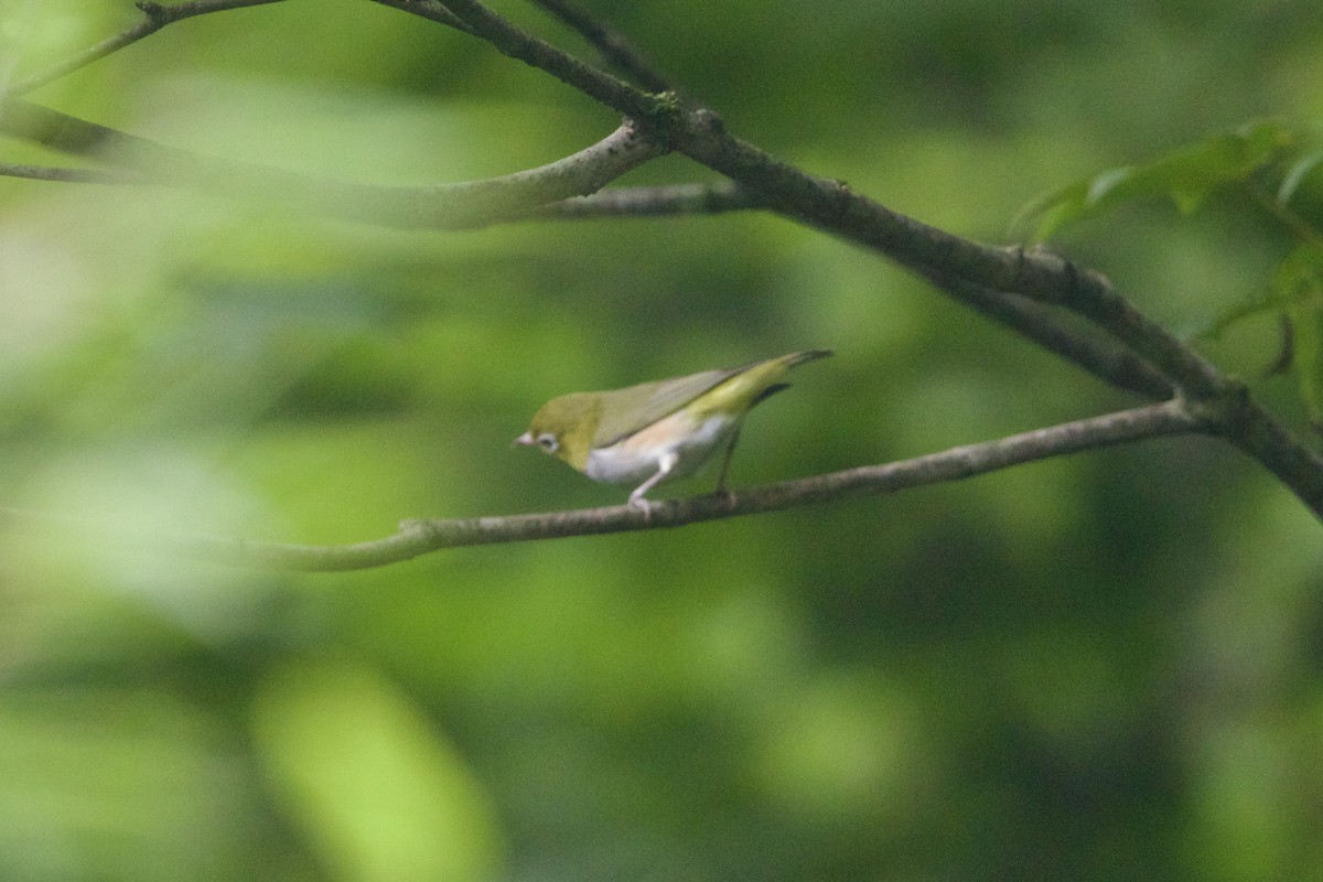 Chestnut-flanked White-eye - ML646188367