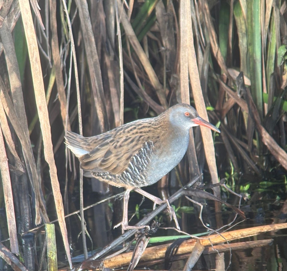 Water Rail - ML646188368