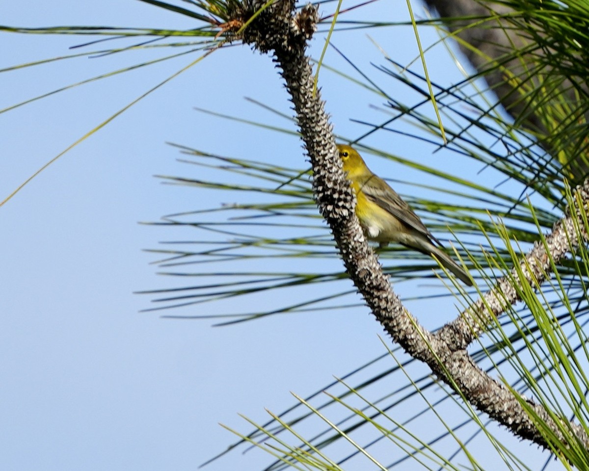 סבכון אורנים - ML646188370