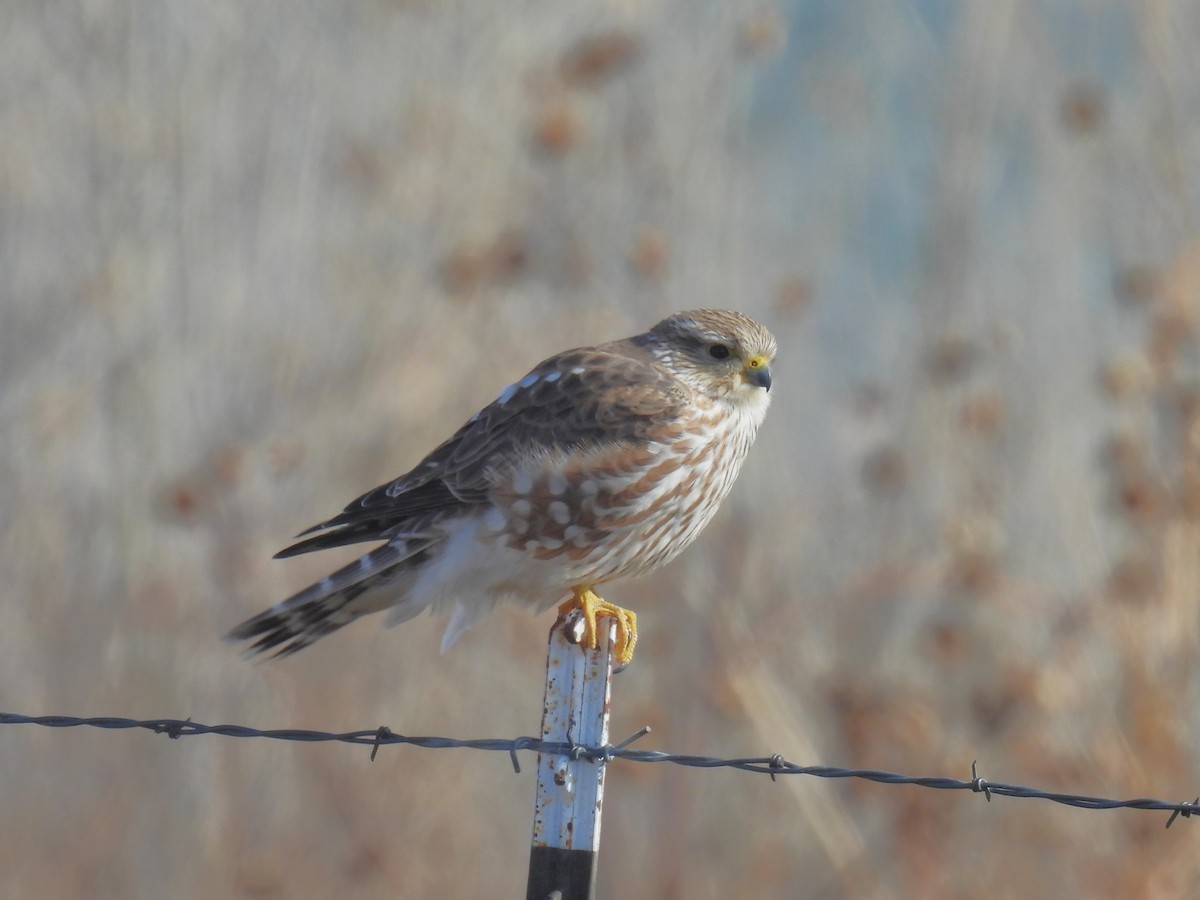 Merlin (Prairie) - ML646188372