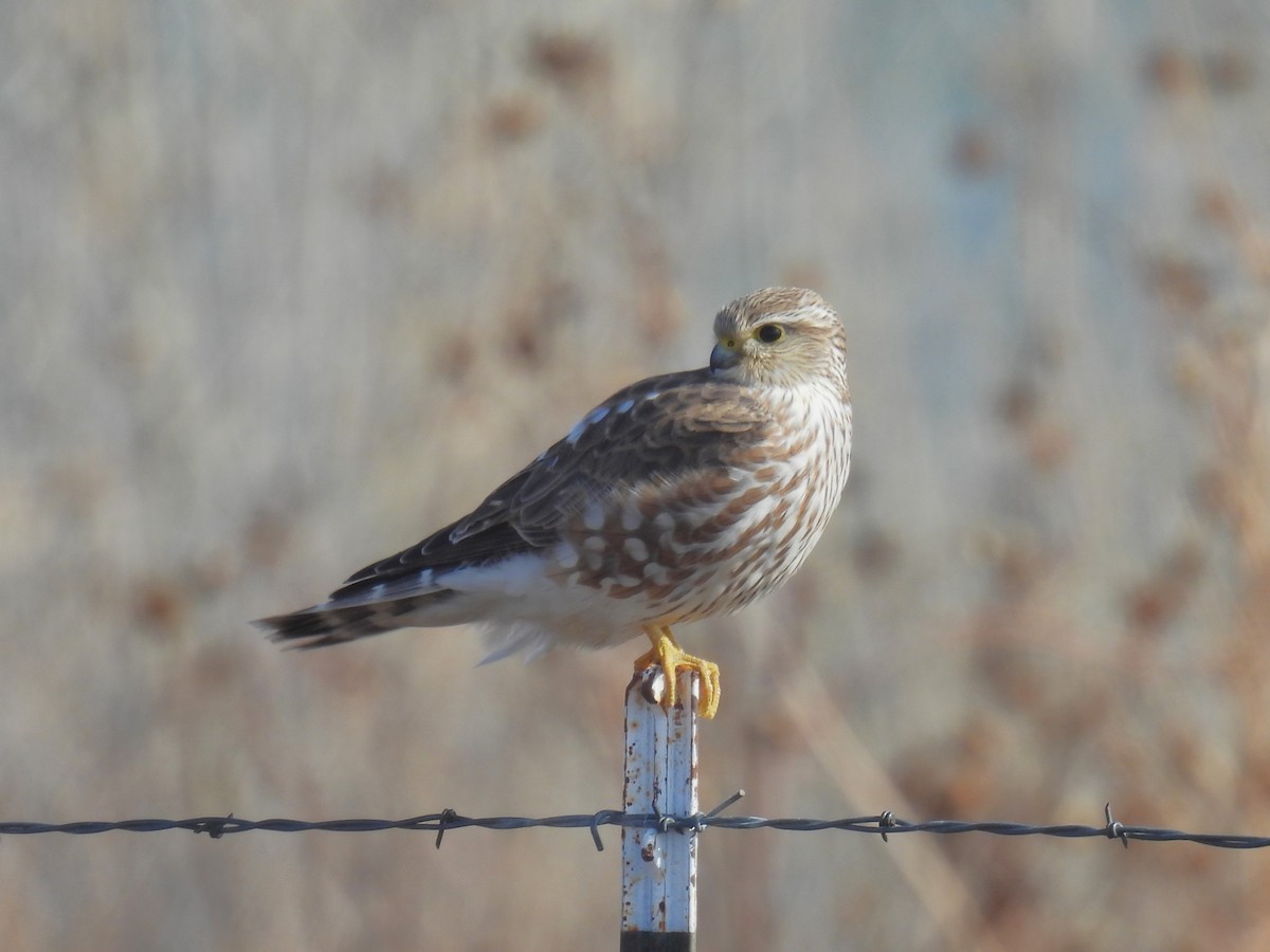 Merlin (Prairie) - ML646188373