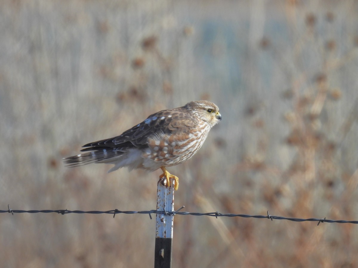 Merlin (Prairie) - ML646188374