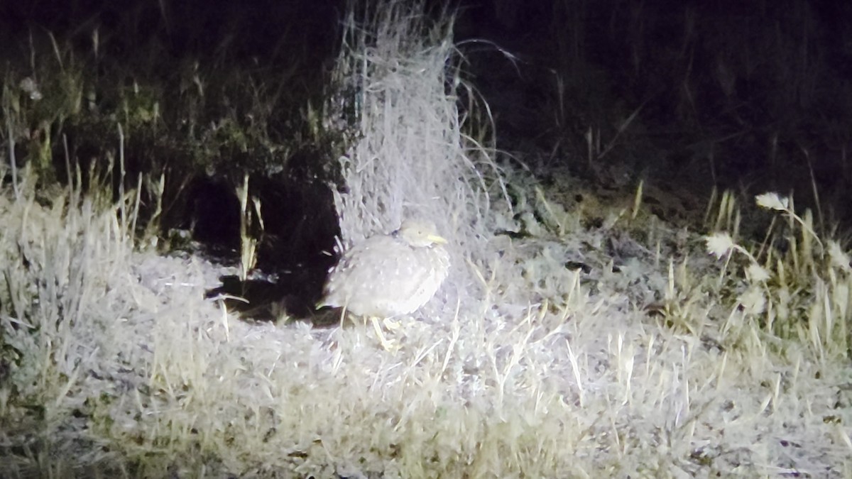 Plains-wanderer - ML646188387