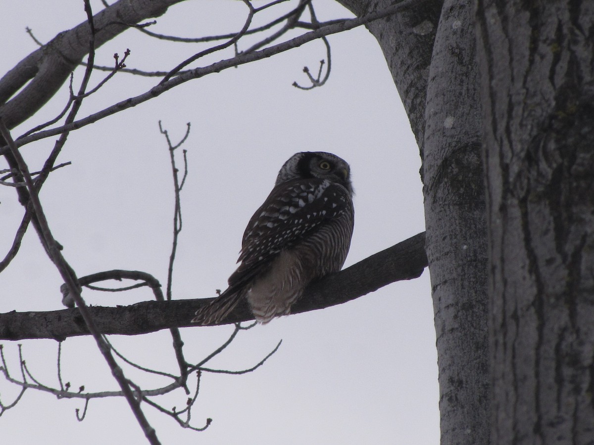 Northern Hawk Owl - ML646188388