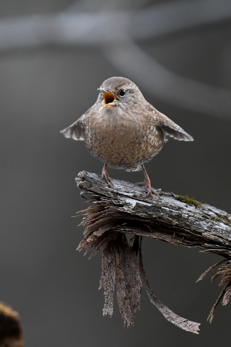 Winter Wren - ML646188394