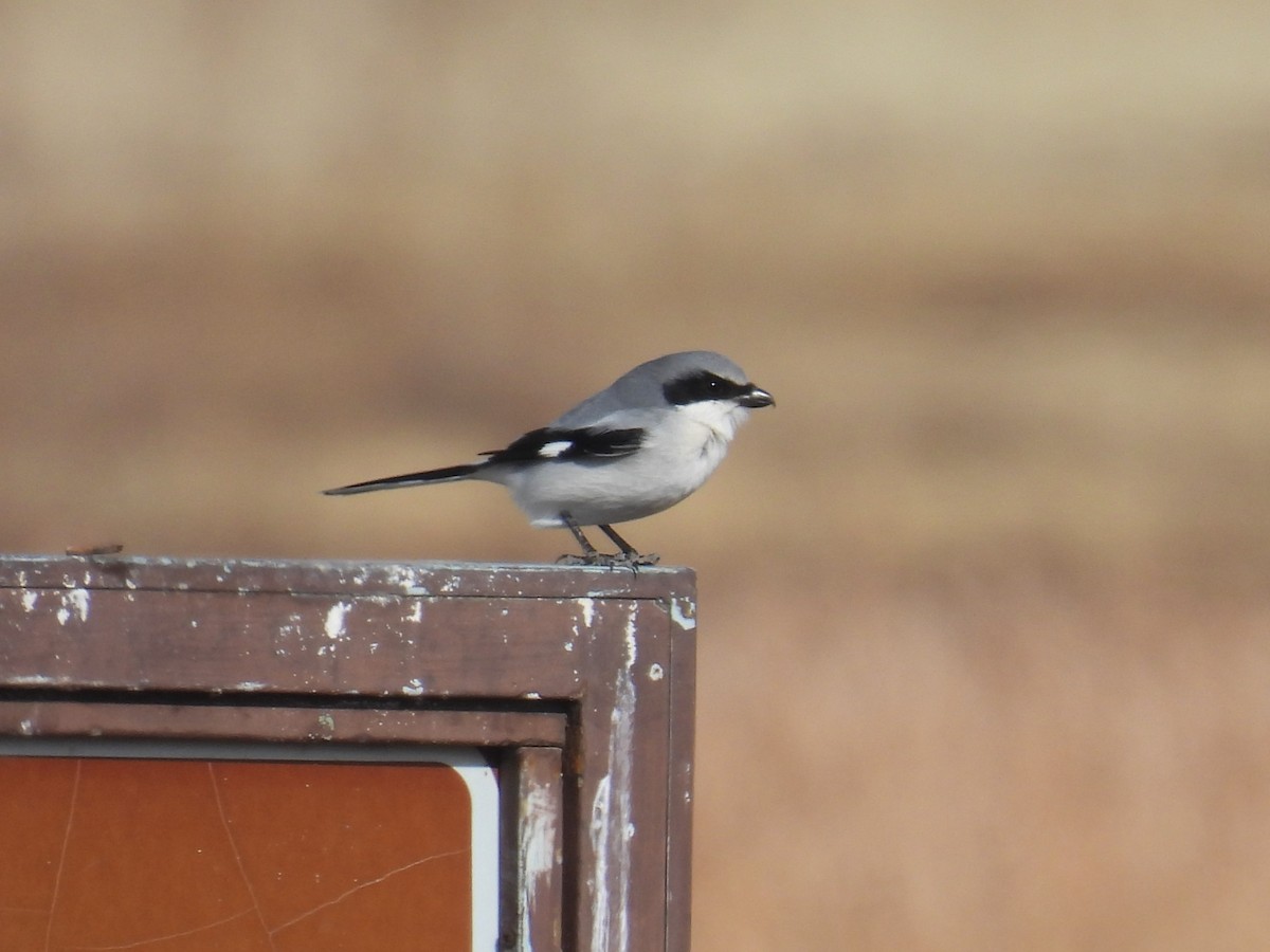 Loggerhead Shrike - ML646188396