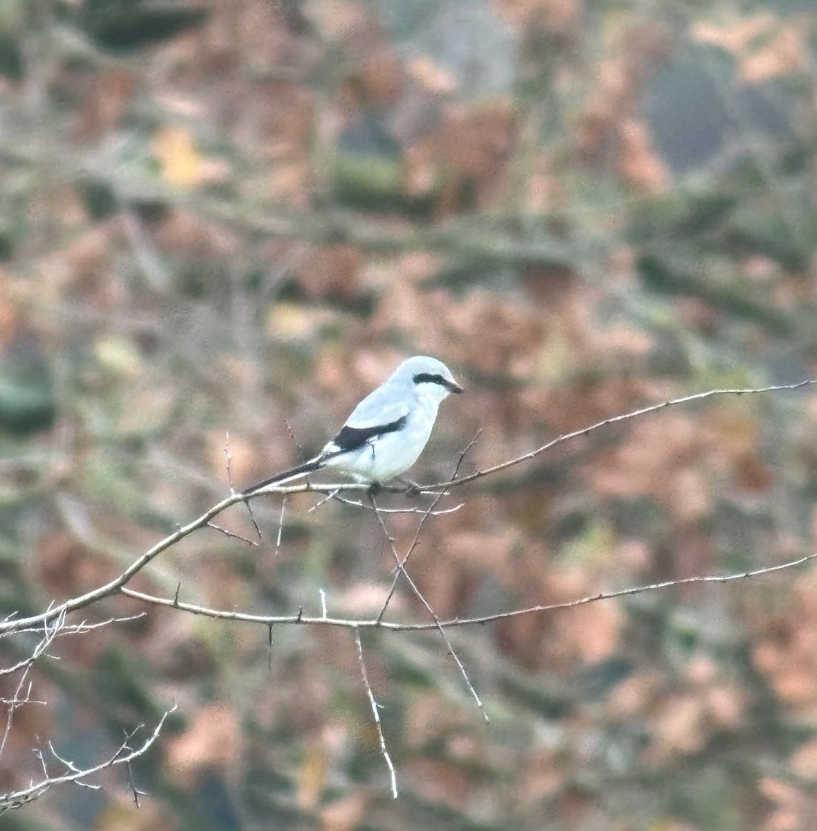 Great Gray Shrike - ML646188399