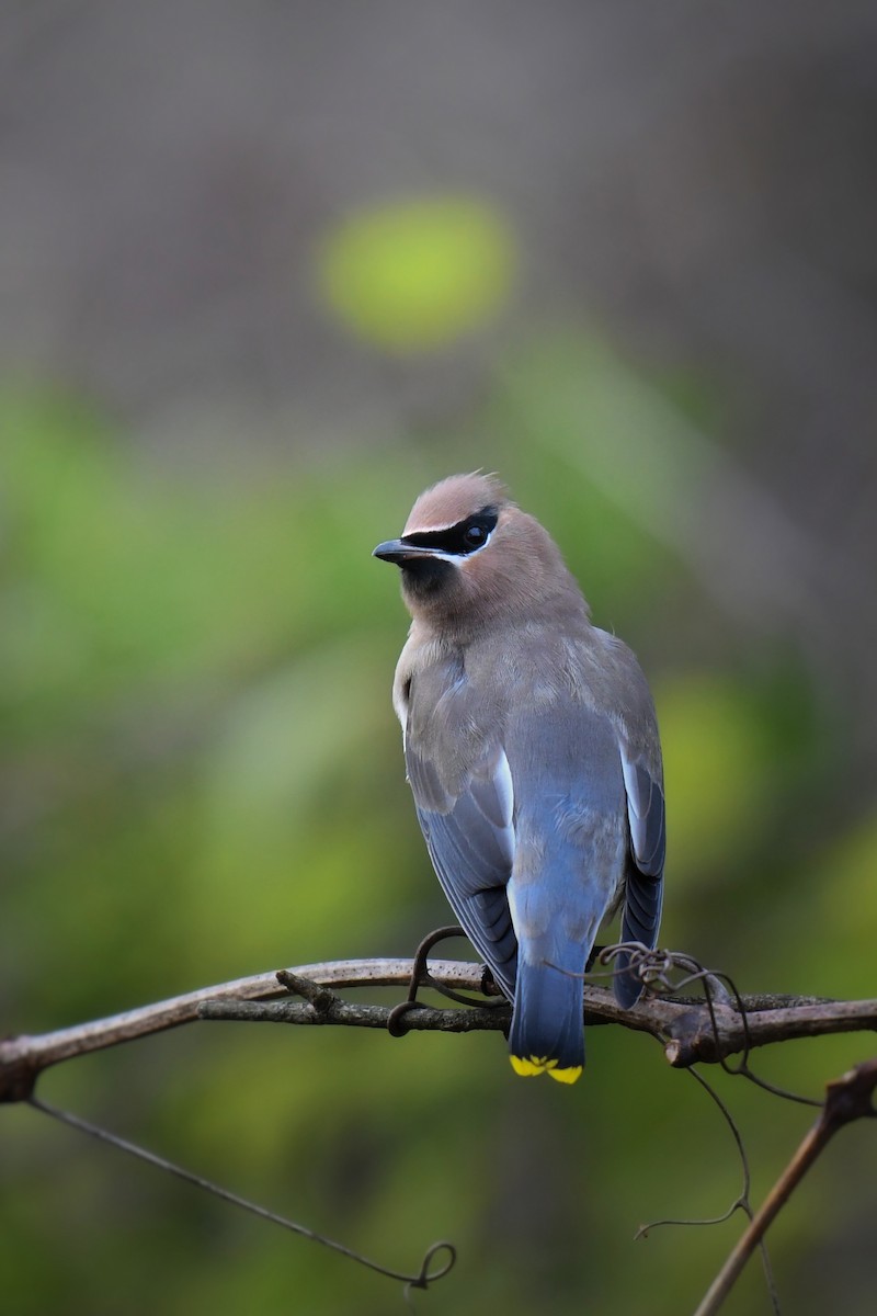 Cedar Waxwing - ML646188402